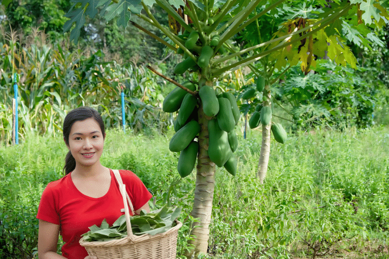 Dahon ng Papaya Para sa Dengue Fever: What Does The Science Say?